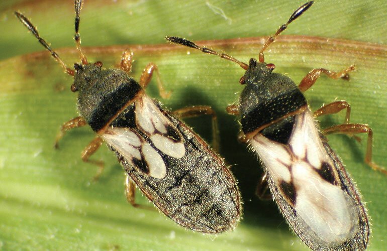 Bug Banes of Bermudagrass