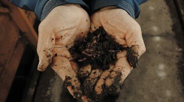 Worms at Work