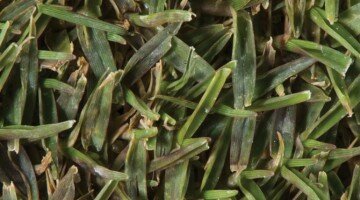 summer turfgrass diseases