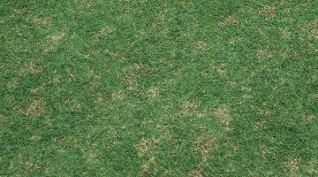 dollar spot golf course